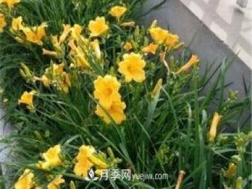 張家口適合養(yǎng)月季花，市花和市樹是什么