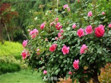 吉林適合養(yǎng)月季花，市花和市樹是什么