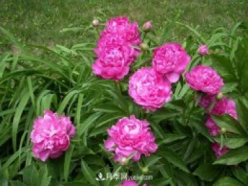 洛陽(yáng)牡丹花的特點(diǎn)是什么？