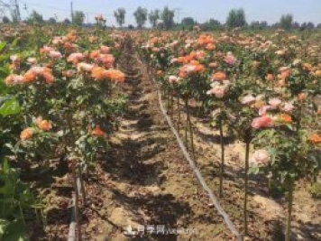 棒棒糖月季樹(shù)和樹(shù)樁月季有什么區(qū)別？
