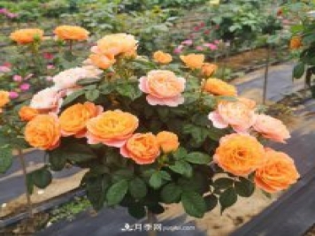 四川棒棒糖月季，重慶棒棒糖月季批發(fā)