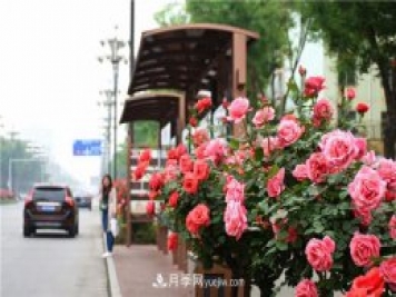 河北3公分樹狀月季，大花品種批發(fā)