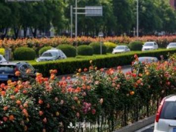 道路樹狀月季，行道月季樹
