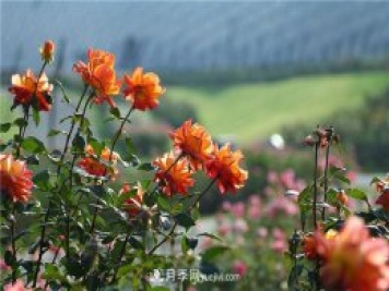 不畏嚴(yán)冬忘我綻放 上海辰山月季花開不厭四時春