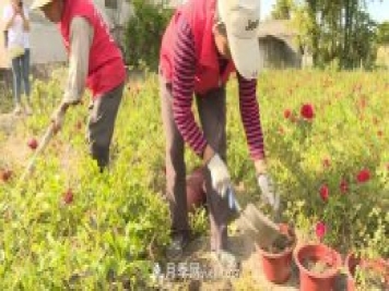 湖北咸寧通城：月季花開(kāi) “綻放”百姓幸福生活
