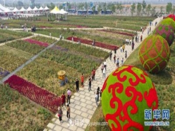 回顧記錄，中國(guó)月季展覽會(huì)花開(kāi)阜陽(yáng)