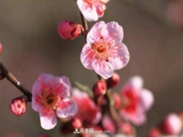 淮北市的市花是什么？月季花的花語寓意