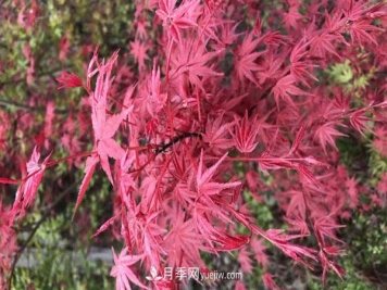 雞爪槭和紅楓的區(qū)別，葉片、枝干、花果期