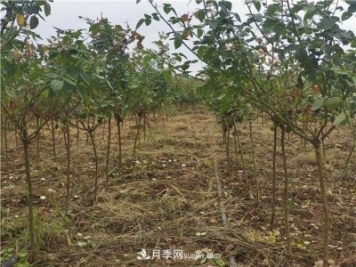小高桿月季樹，小青桿月季批發(fā)