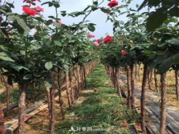3公分月季樹(shù)，樹(shù)狀月季價(jià)格，小高桿月季基地