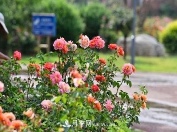 200多種月季花，花卉新品種豐富壽光城市園林色彩