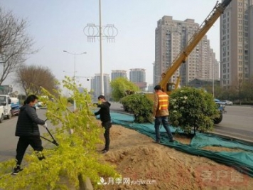 新鄉(xiāng)道路綠化升級喜現(xiàn)彩色樹，樹狀月季來了