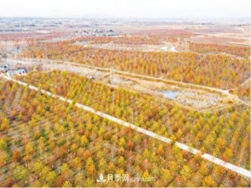 安徽明光彩葉苗木助力鄉(xiāng)村振興