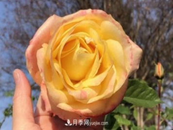 癡迷花花草草，月季讓我愛不釋手