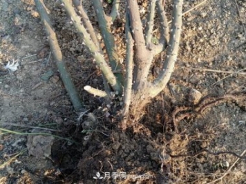 月季裸根大苗，品種多，適合工程和花友種植