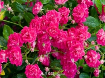 超級?？巳麪査_月季