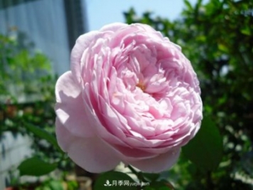 歐月月季種一棵長(zhǎng)一片，陽(yáng)臺(tái)庭院都能養(yǎng)，見過的人都喜歡