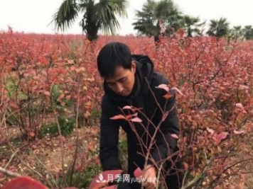 安徽鳳陽：一村一品特色種植業(yè) 種出幸?；? title=