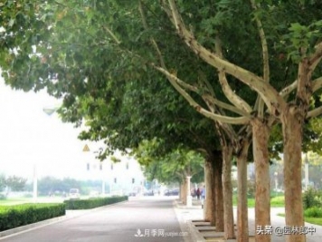 園林綠化中常用的法國梧桐，與古人詩詞中的梧桐是一種樹么？