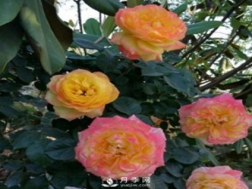藤彩虹月季有多個顏色，喜歡嗎