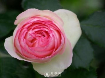 藤本月季龍沙寶石養(yǎng)護手冊