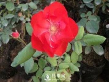 莫海姆豐花月季的種植方法你知道了嗎？