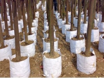 月季植樹(shù)袋美植袋耐用嗎？壽命多久？