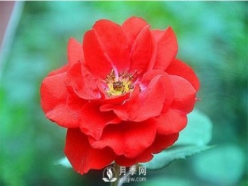 莫海姆月季的種植方法實用介紹