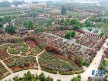 月季花開 飄香南陽(yáng)