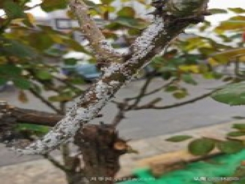 樹狀月季枝干上有許多小白點，可能是桑盾蚧在危害