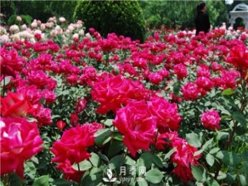 河南方城博望鎮(zhèn)月季園里月月紅