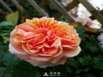 月季花介紹，石橋月季帶你了解月季