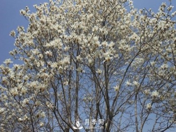 白玉蘭樹越冬防寒工作是怎樣的？