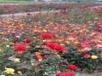 怎樣養(yǎng)好月季花？石橋月季告訴你