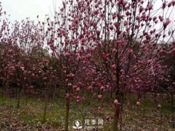 為什么要對紅玉蘭樹等景觀種植進(jìn)行修剪？