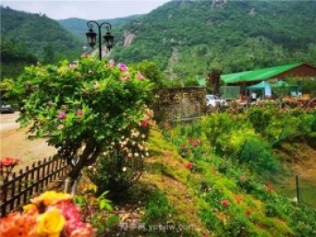 信陽(yáng)羅山：美麗鄉(xiāng)村綻放月季“美麗經(jīng)濟(jì)”