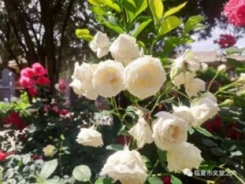 到臨夏東公館欣賞月季，追上六月的尾巴