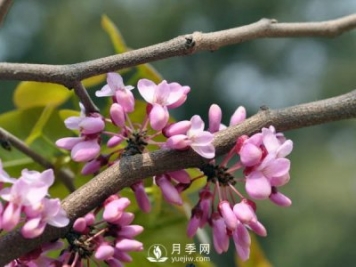 為何巨紫荊價(jià)格不菲，銷量卻很樂觀？
