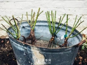 月季裸根苗的種植方法（詳細圖解）