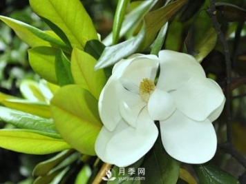 如何區(qū)分廣玉蘭、白玉蘭和二喬玉蘭？