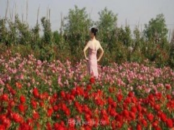 洛陽紫桂園月季農(nóng)場，置身月季花海，感受花開浪漫