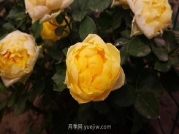 微型月季金絲雀要怎么修剪？