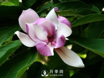 二喬玉蘭種殖需注意什么？