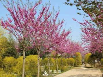關(guān)于山茱萸無性繁殖你了解多少？