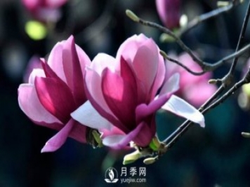 如何預(yù)防二喬玉蘭黃化病病害？