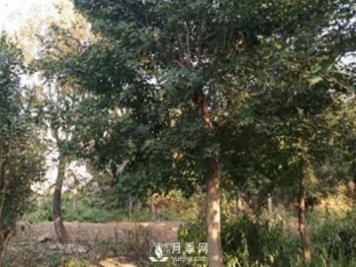 你能正確分辨出五角楓與元寶楓嗎？