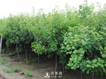 如何防治黃櫨白粉病病害？
