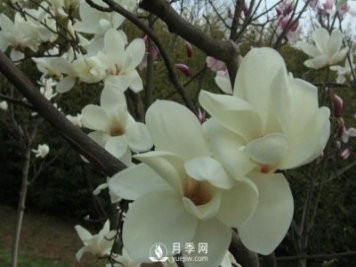 黃玉蘭和白玉蘭的不同，河南白玉蘭基地為你一一介紹