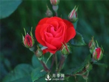 北京紅月季，國月豐花月季推薦