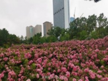 長(zhǎng)春市兒童公園：3萬(wàn)余株月季花競(jìng)相綻放